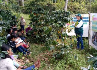 Ucayali: Caficultores son capacitados en Escuela de Campo