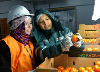 Ica: Exportación de cítricos superó las 87 mil toneladas durante campaña 2019