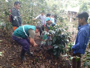 Agricultores de Junín fortalecen conocimiento en muestro de suelos para mejorar producción de café