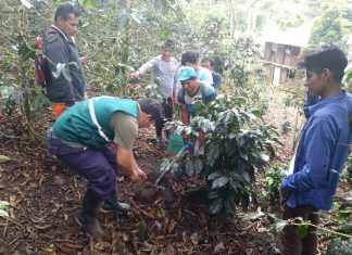Agricultores de Junín fortalecen conocimiento en muestreo de suelos para mejorar producción de café