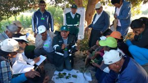 Agricultores de Ocucaje aplican estrategias para el control de plagas del pallar