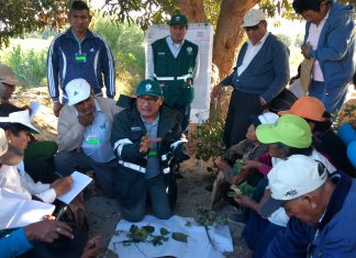 Agricultores de Ocucaje aplican estrategias para el control de plagas del pallar