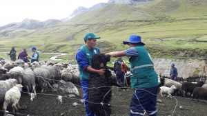 Atención sanitaria del Senasa en comunidades altoandinas declaradas en emergencia