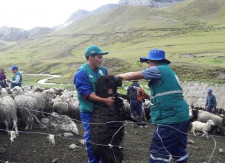 Apurímac: Atención sanitaria en comunidades altoandinas declaradas en emergencia