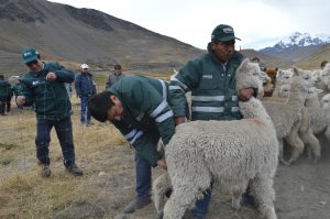 MINAGRI - Más de 10 mil animales atendidos ante bajas temperaturas en Cusco