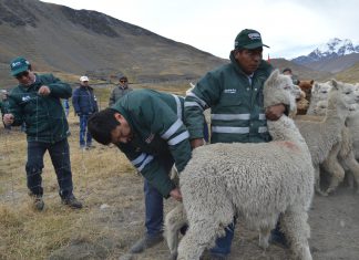 MINAGRI: Más de 10 mil animales atendidos ante bajas temperaturas en Cusco