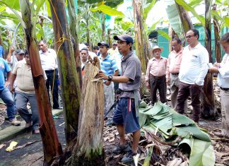 Senasa asesora a pequeños productores de banano orgánico en Mesa Técnica Binacional