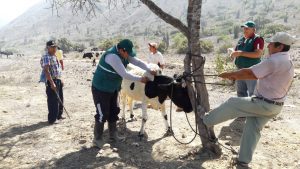 MINAGRI atiende a ganado bovino, caprino y ovino de Centro Poblado trujillano Collambay