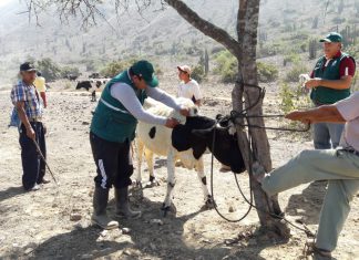 MINAGRI atiende a ganado bovino, caprino y ovino de Centro Poblado trujillano Collambay