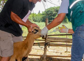 MINAGRI atiende a ganado susceptible a Brucelosis en distritos limeños