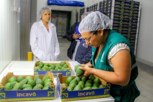 MINAGRI certifica más de 4500 toneladas de palta Hass para exportación