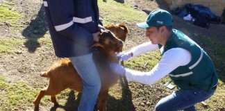 MINAGRI actualizará información de presencia de Brucelosis caprina en Apurímac