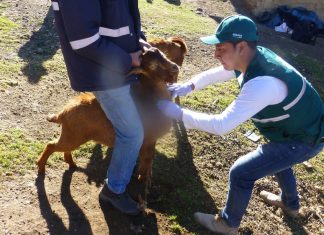 MINAGRI actualizará información de presencia de Brucelosis caprina en Apurímac