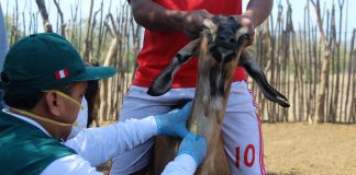 MINAGRI colectará 264 muestras serológicas en Lambayeque para descarte de Brucelosis caprina