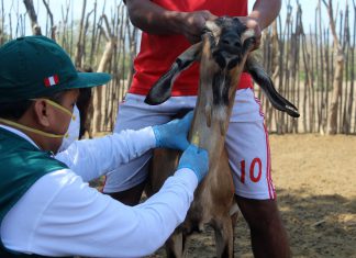 MINAGRI colectará 264 muestras serológicas en Lambayeque para descarte de Brucelosis caprina