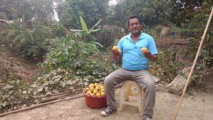 MINAGRI establece plazo límite de cosecha para la mandarina y otros cítricos