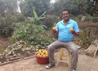 Ica: MINAGRI establece plazo límite de cosecha para la mandarina y otros cítricos