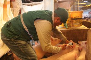 Más de 145 mil cerdos vacunados contra la peste porcina clásica en Arequipa