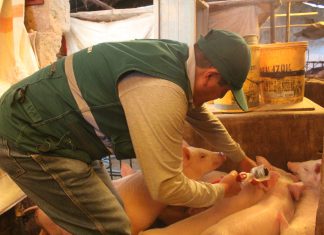 Arequipa: Más de 145 mil cerdos vacunados contra la peste porcina clásica