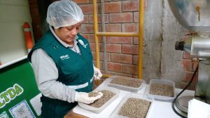 Piura - Senasa certifica 148 mil kilos de café en grano para exportación