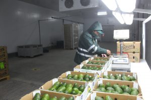 Productores de Arequipa camino a superar producción de palta de 2017