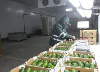 Productores de Arequipa camino a superar producción de palta de 2017