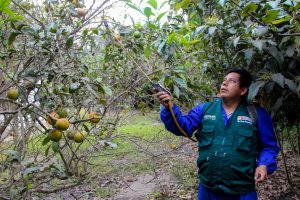 Quince mil hectáreas hortofrutícolas bajo vigilancia del Senasa para erradicar moscas de la fruta