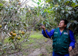 Áncash: Senasa mantiene bajo vigilancia más de 15 mil hectáreas hortofrutícolas