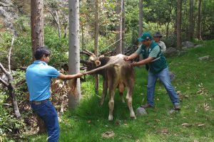 SENASA intensifica vacunación contra la rabia en zonas rurales de Apurímac