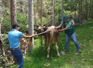 MINAGRI prioriza vacunación contra la rabia en zonas rurales de Apurímac