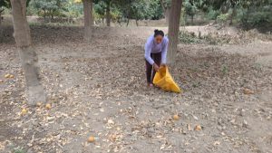 Senasa - Culmina plazo de cosecha de cítricos en Ica