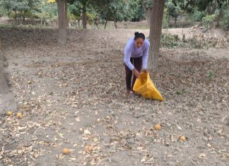 MINAGRI: Culmina plazo de cosecha de cítricos en Ica