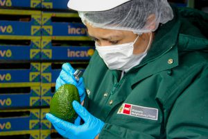 Senasa - Inicia nueva certificación de palta Hass basada en perfiles de riesgo