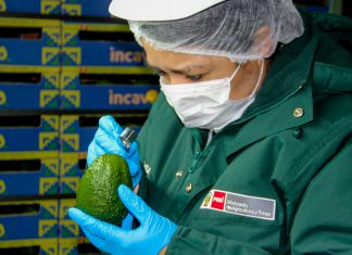 Áncash: Inicia certificación de palta Hass basada en perfiles de riesgo