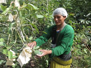 Senasa - Limatambo mejora su producción de palta Hass con ejecución de acciones sanitarias
