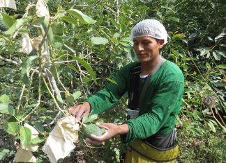 Limatambo mejora su producción de palta Hass con ejecución de acciones sanitarias