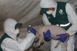 Senasa -Más de setecientos porcinos vacunados en SJ de Miraflores y Villa María del Triunfo