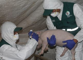 Más de setecientos porcinos vacunados en SJ de Miraflores y Villa María del Triunfo