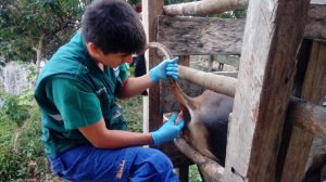 Senasa - Refuerzan monitoreo en Ucayali para identificar casos de Brucelosis bovina