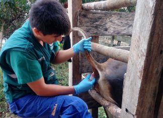 Refuerzan monitoreo en Ucayali para identificar casos de Brucelosis bovina