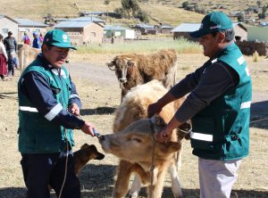 Senasa alcanza vacunación de 53 495 vacunos en zonas vulnerables de Puno