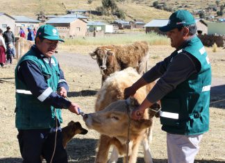Senasa alcanza vacunación de 53 495 bovinos en zonas vulnerables de Puno