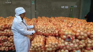 Senasa certifica 30 toneladas de cebolla blanca para su exportación a Chile