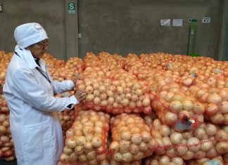 Tacna: Senasa certifica 30 toneladas de cebolla blanca para su exportación a Chile