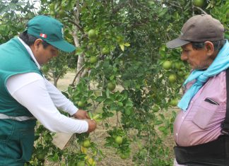 Senasa certifica lugar de producción para la exportación de naranja en Satipo