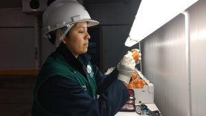 Senasa certifica más de 35 mil toneladas de cítricos para exportación