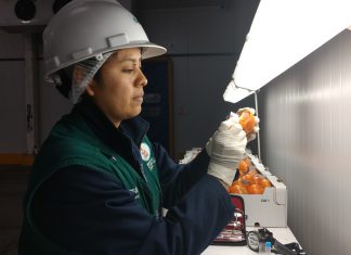 Ica: Senasa certifica más de 35 mil toneladas de cítricos para exportación