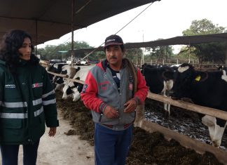 Senasa difunde las buenas prácticas ganaderas en establos lecheros de Ica