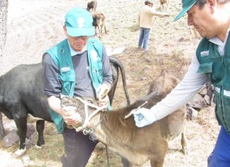 Senasa ejecuta Acción Cívica en Otuzco por bajas temperaturas para proteger producción pecuaria