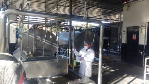 Senasa entregará certificación a hatos con ‘Condición Libre de Brucelosis bovina’